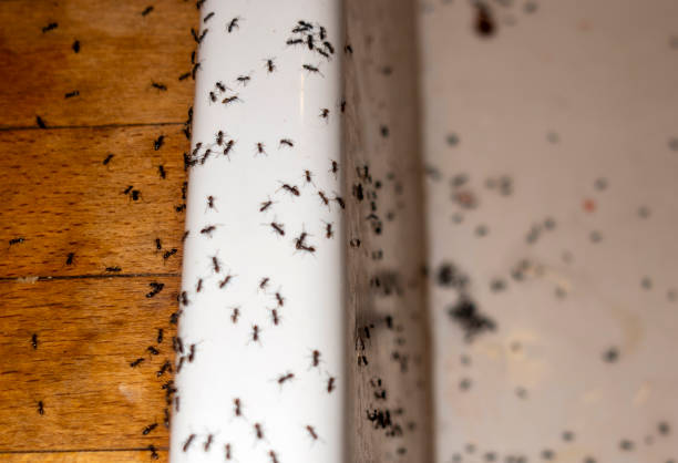 Best Affordable Pest Control Services  in Farmerville, LA