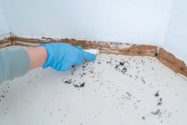 Best Bed Bug Extermination  in Farmerville, LA